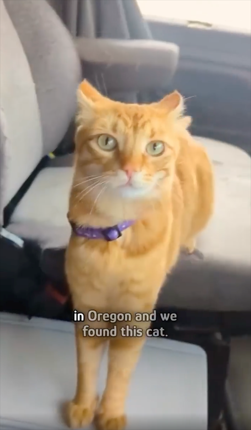 in Oregon and we found this cat.