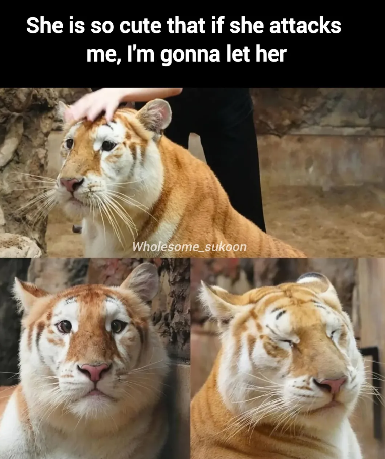 She is so cute that if she attacks me, I'm gonna let her Wholesome_sukoon