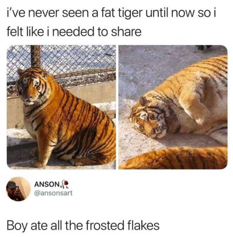 i've never seen a fat tiger until now so i felt like i needed to share ANSON, @ansonsart Boy ate all the frosted flakes