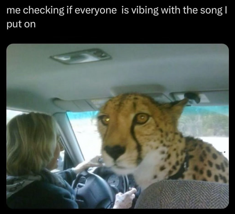 me checking if everyone is vibing with the song I put on