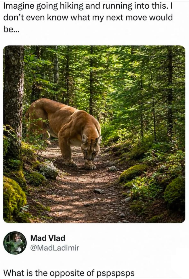 Imagine going hiking and running into this. I don't even know what my next move would be... Mad Vlad @MadLadimir What is the opposite of pspspsps