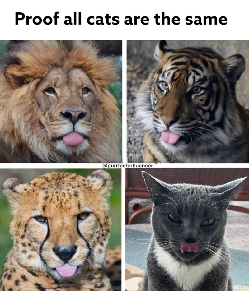 Proof all cats are the same @purrfectinfluencer