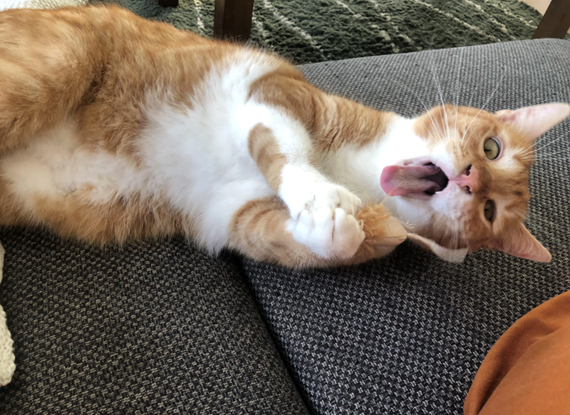 Cheezburger Image 10643143424