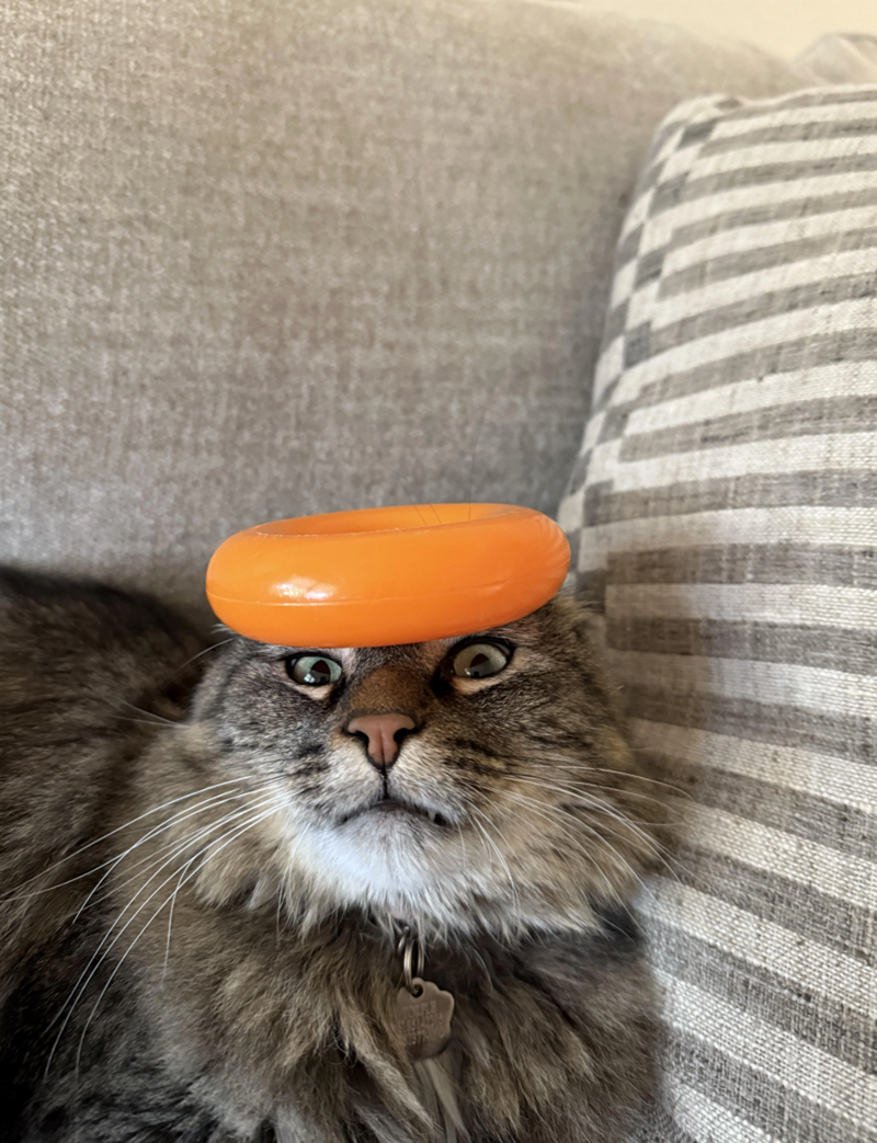 Cheezburger Image 10643149056
