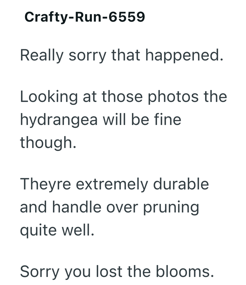 Crafty-Run-6559 Really sorry that happened. Looking at those photos the hydrangea will be fine though. Theyre extremely durable and handle over pruning quite well. Sorry you lost the blooms.