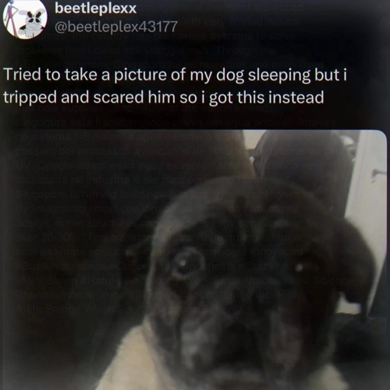 beetleplexx @beetleplex43177 with most Writed natural entire systems 12 salve with Through ine Tried to take a picture of my dog sleeping but i tripped and scared him so i got this instead ingapura esta transformando chuv go sistema NEWale aguarda chuva e at cassam por processos avancados de tillaga SUV. Depois disso essa agua extremamente reubilizada na Industria e ate para doa umo Singapore is turning buildings inter on By Integrating smart cooling design: some structures cap Over 20-30% This
