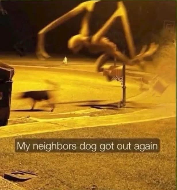 My neighbors dog got out again