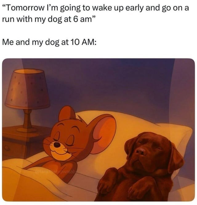 "Tomorrow I'm going to wake up early and go on a run with my dog at 6 am" Me and my dog at 10 AM: @tankthebrownlaby