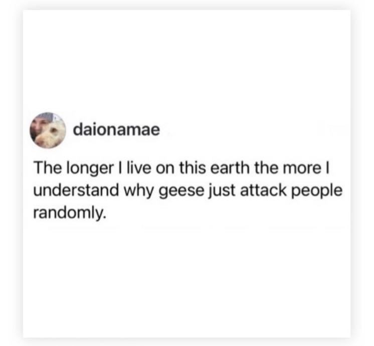 daionamae The longer I live on this earth the more I understand why geese just attack people randomly.