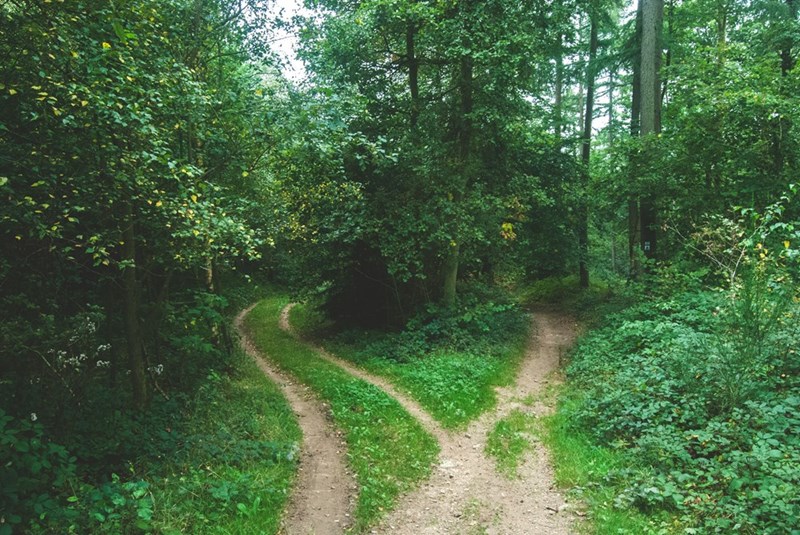 two roads divide between trees