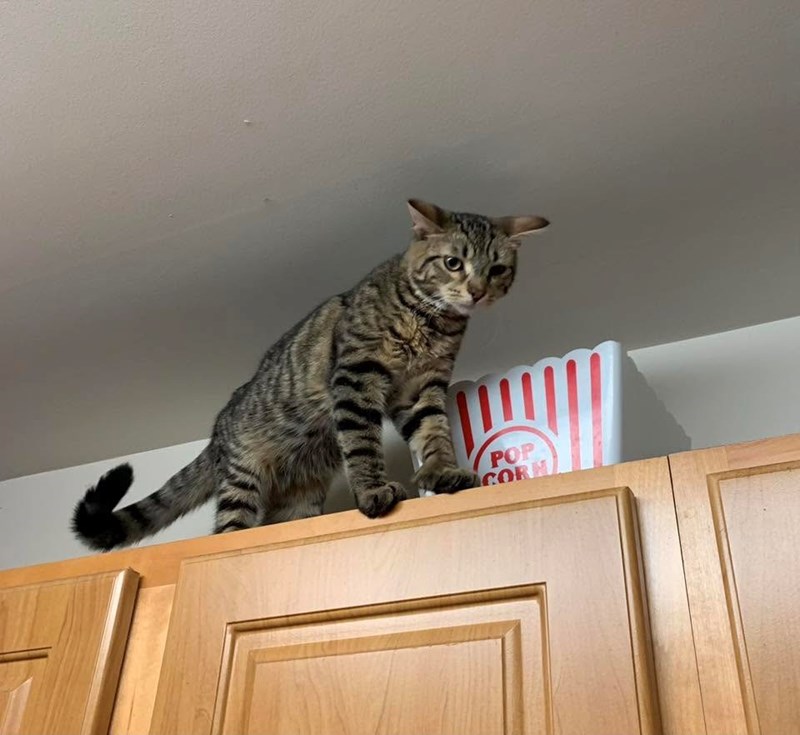 POP CORN