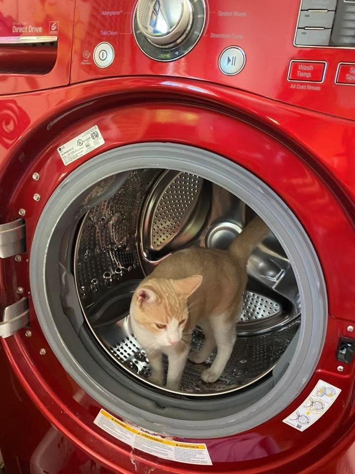 Direct Drive 9 Alergiene LG Speed Wash Tub Clean Downict Curta 1000 202 660 IK 1000 200 Wash Temp. All Cold Rinses Spe ADVERTENCIA