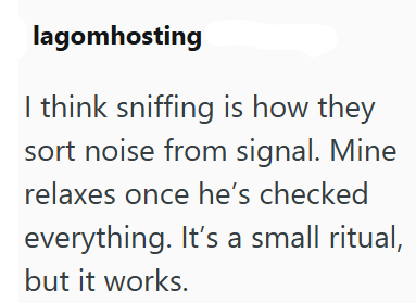 lagomhosting I think sniffing is how they sort noise from signal. Mine relaxes once he's checked everything. It's a small ritual, but it works.