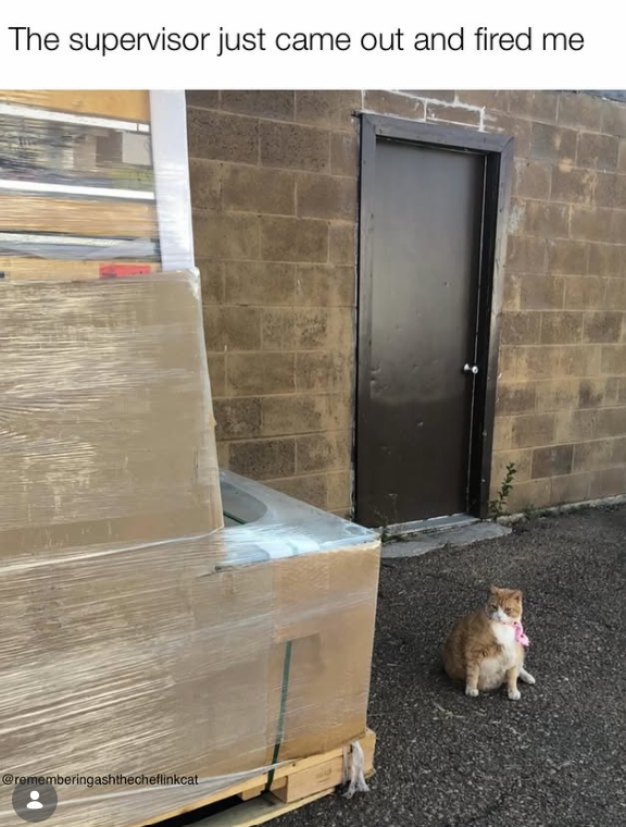 The supervisor just came out and fired me @rememberingashthecheflinkcat