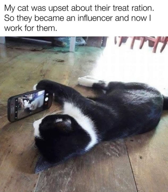 My cat was upset about their treat ration. So they became an influencer and now I work for them.