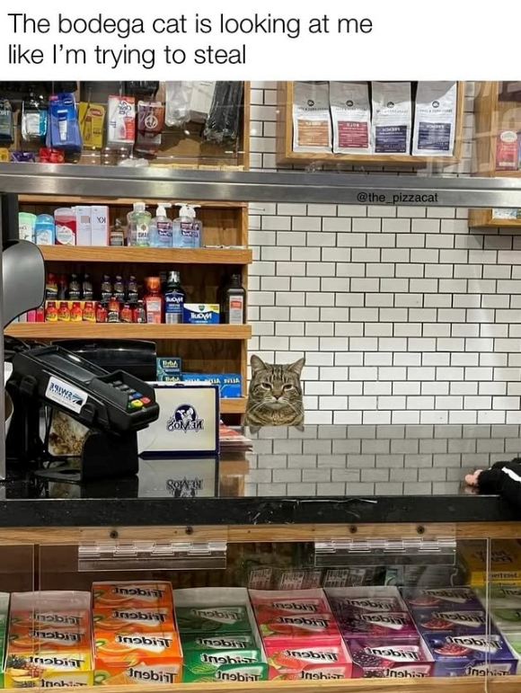 The bodega cat is looking at me like I'm trying to steal YOU во Зоми SOWN A WHA Onobiil nobiil nobia nobia Inobil Unabis Inobiit Inobil nobin Inahi nobis Jnobi nobiil Jnshist @the_pizzacat Unobiil Unobiit Unahis Unahis