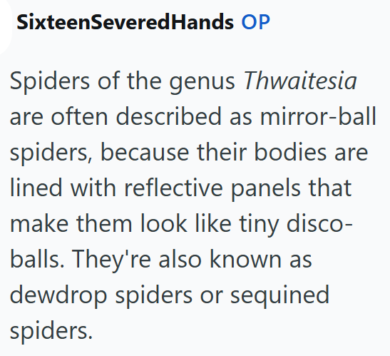 SixteenSevered Hands OP Spiders of the genus Thwaitesia are often described as mirror-ball spiders, because their bodies are lined with reflective panels that make them look like tiny disco- balls. They're also known as dewdrop spiders or sequined spiders.