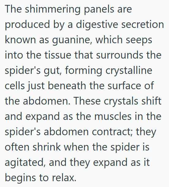 The shimmering panels are produced by a digestive secretion known as guanine, which seeps into the tissue that surrounds the spider's gut, forming crystalline cells just beneath the surface of the abdomen. These crystals shift and expand as the muscles in the spider's abdomen contract; they often shrink when the spider is agitated, and they expand as it begins to relax.
