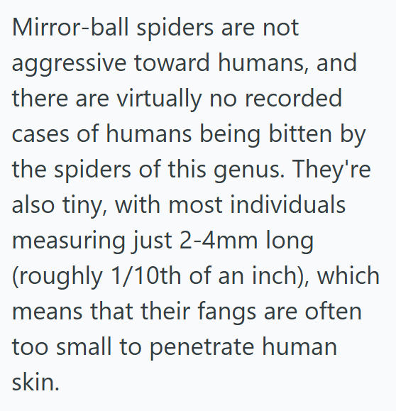 Mirror-ball spiders are not aggressive toward humans, and there are virtually no recorded cases of humans being bitten by the spiders of this genus. They're also tiny, with most individuals measuring just 2-4mm long (roughly 1/10th of an inch), which means that their fangs are often too small to penetrate human skin.
