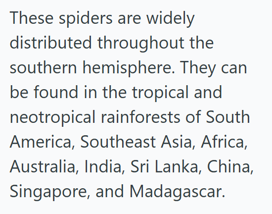 These spiders are widely distributed throughout the southern hemisphere. They can be found in the tropical and neotropical rainforests of South America, Southeast Asia, Africa, Australia, India, Sri Lanka, China, Singapore, and Madagascar.