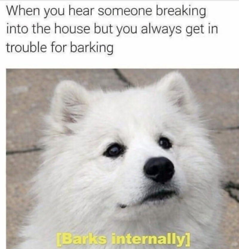When you hear someone breaking into the house but you always get in trouble for barking [Barks internally]