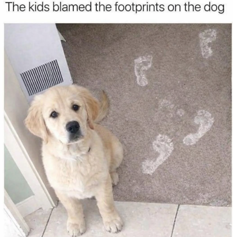 The kids blamed the footprints on the dog.