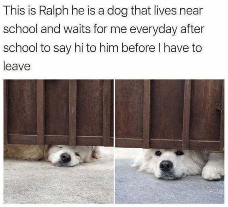 This is Ralph he is a dog that lives near school and waits for me everyday after school to say hi to him before I have to leave