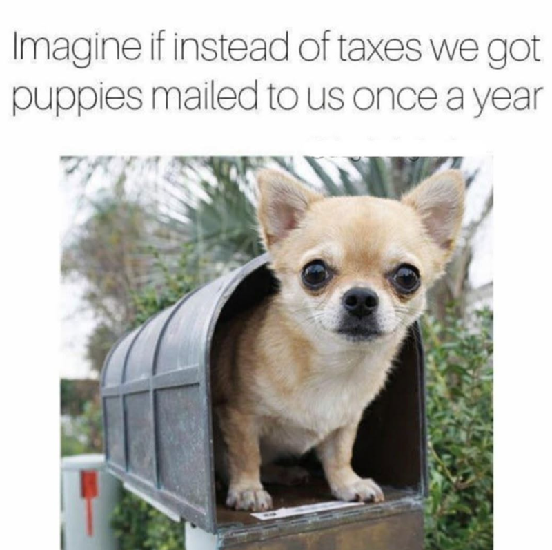 Imagine if instead of taxes we got puppies mailed to us once a year