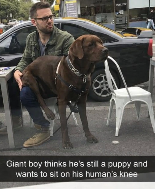 9595 2777 Giant boy thinks he's still a puppy and wants to sit on his human's knee