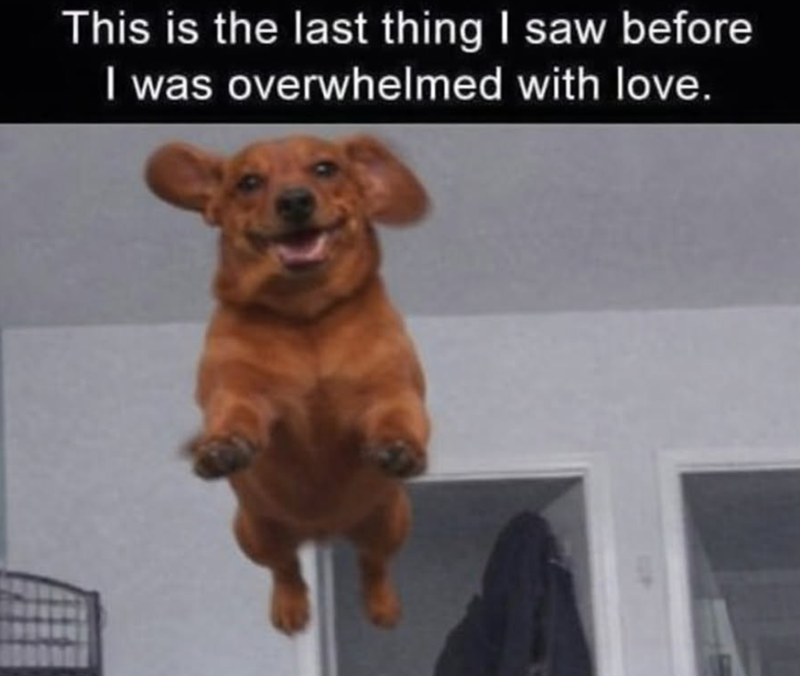 This is the last thing I saw before I was overwhelmed with love.