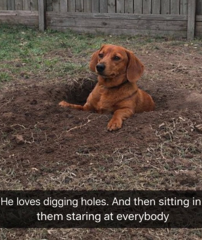 He loves digging holes. And then sitting in them staring at everybody
