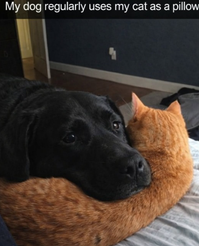 D My dog regularly uses my cat as a pillow