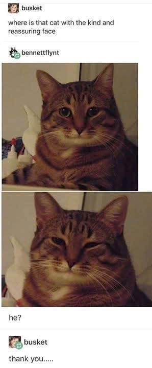 busket where is that cat with the kind and reassuring face bennettflynt he? busket thank you.....
