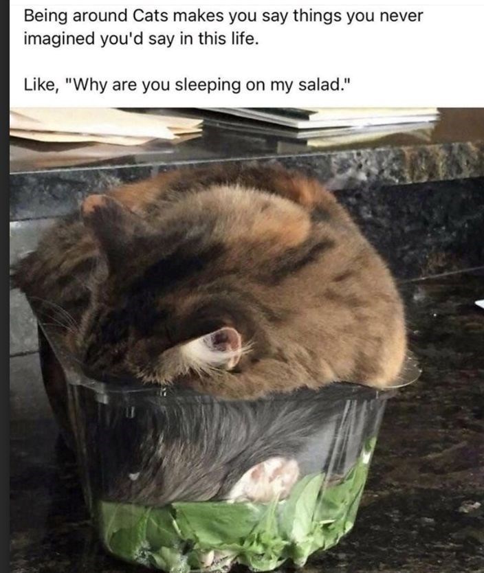 Being around Cats makes you say things you never imagined you'd say in this life. Like, "Why are you sleeping on my salad."