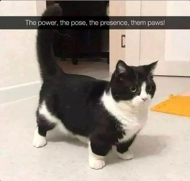 The power, the pose, the presence, them paws!