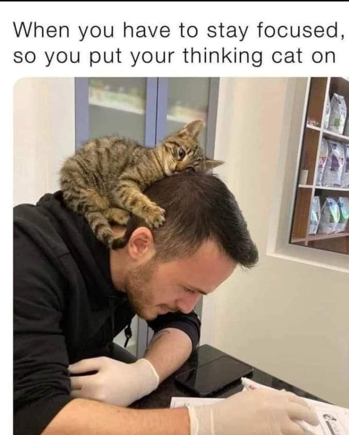 When you have to stay focused, so you put your thinking cat on