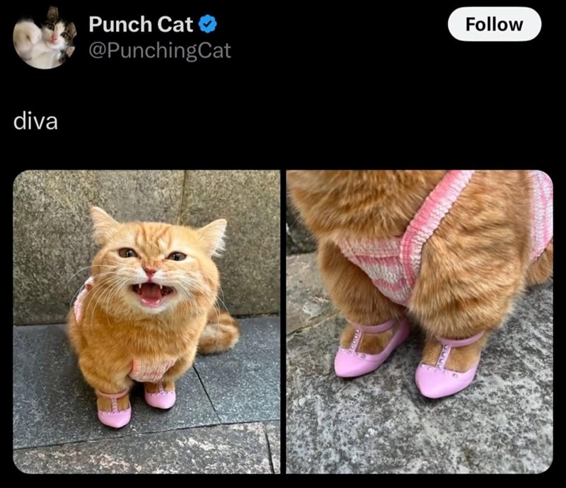 diva Punch Cat ⭑ @PunchingCat Follow