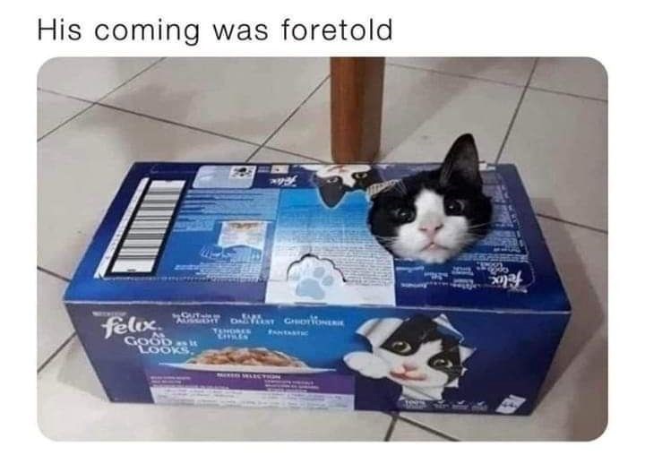 His coming was foretold felix GOOD LOOKS. TSHORES