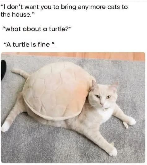 "I don't want you to bring any more cats to the house." "what about a turtle?" "A turtle is fine "