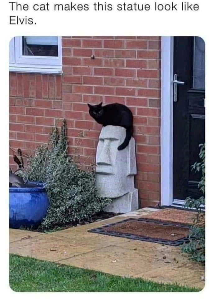The cat makes this statue look like Elvis.