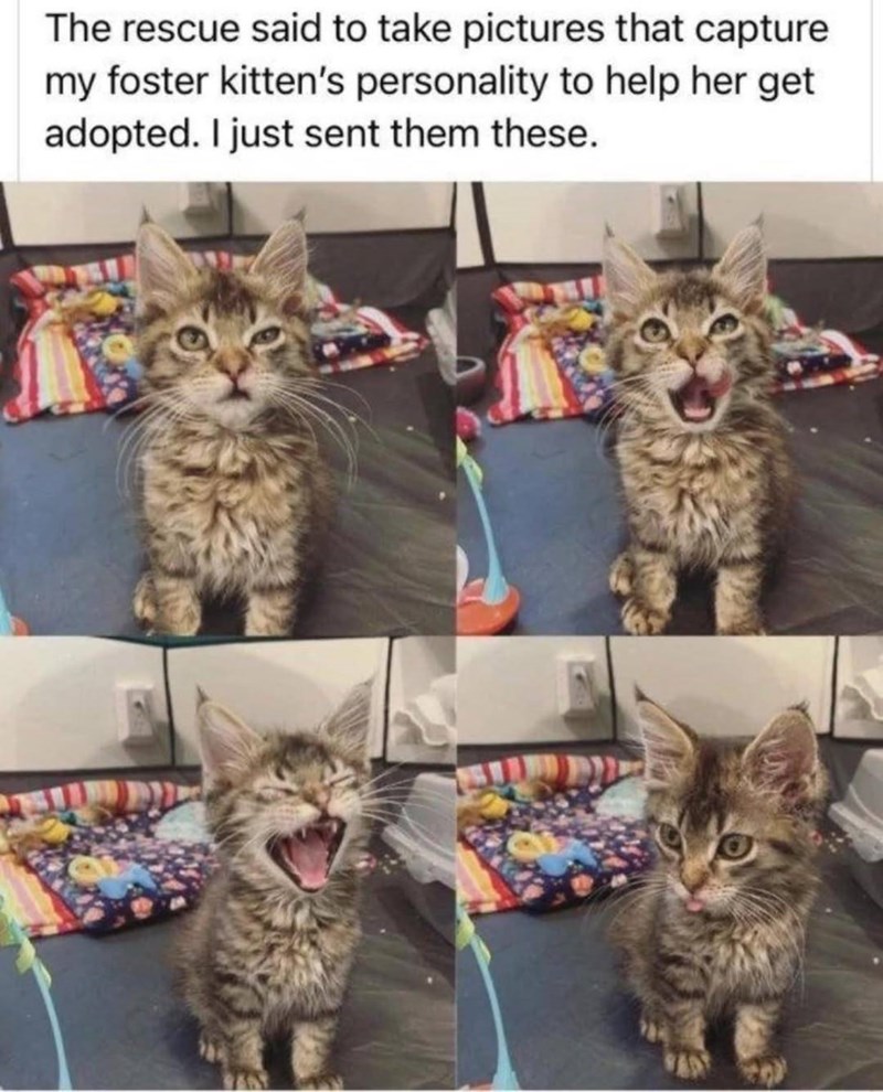 The rescue said to take pictures that capture my foster kitten's personality to help her get adopted. I just sent them these.