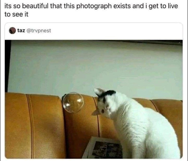 its so beautiful that this photograph exists and i get to live to see it taz @trvpnest