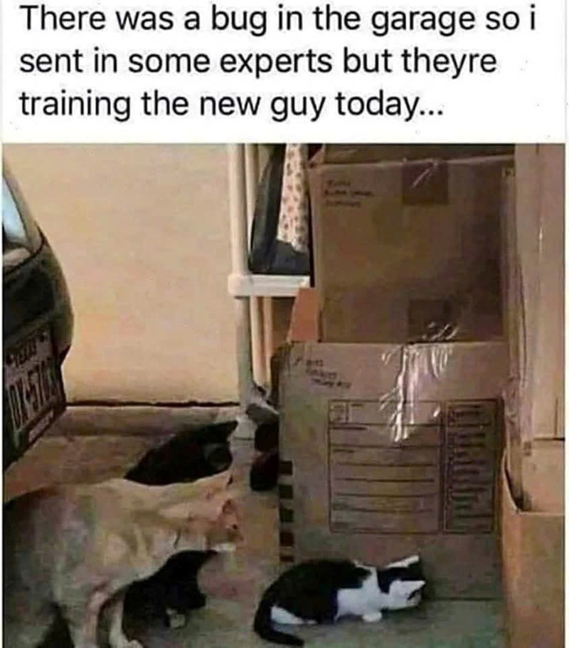 There was a bug in the garage so i sent in some experts but theyre training the new guy today...