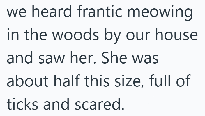 we heard frantic meowing in the woods by our house and saw her. She was about half this size, full of ticks and scared.