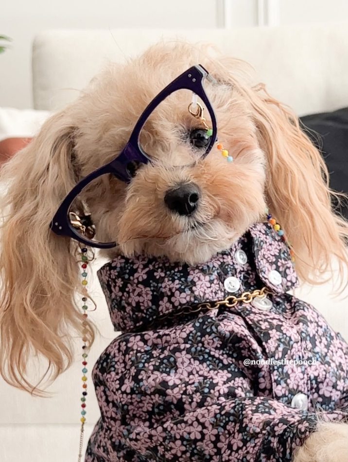 @noodlesthepooch