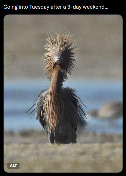 Going into Tuesday after a 3-day weekend... ALT