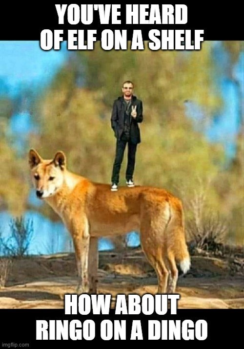YOU'VE HEARD OF ELF ON A SHELF imgflip.com HOW ABOUT RINGO ON A DINGO
