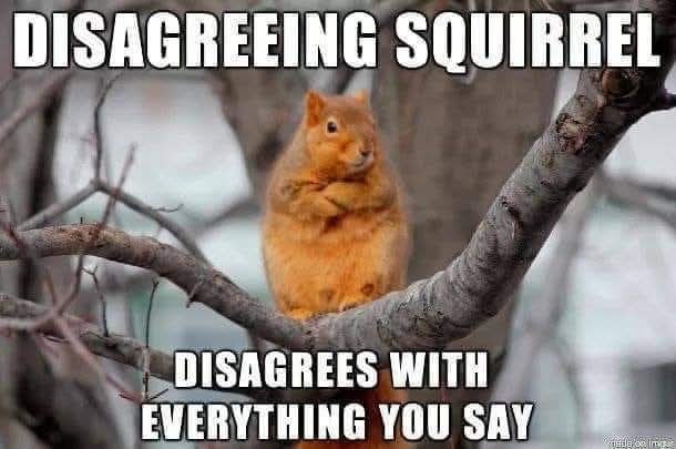 DISAGREEING SQUIRREL DISAGREES WITH EVERYTHING YOU SAY