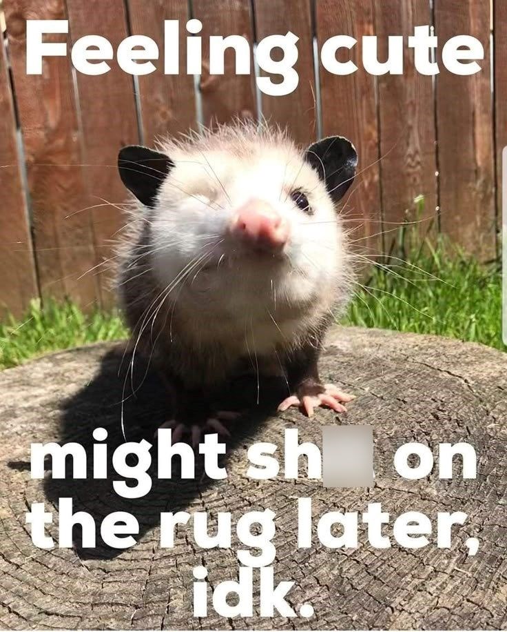 Feeling cute might sh on the rug later. idk.