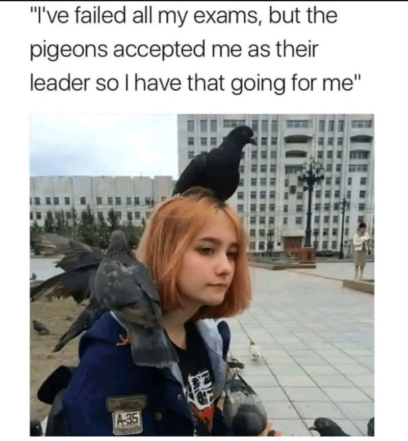 "I've failed all my exams, but the pigeons accepted me as their leader so I have that going for me" A-35